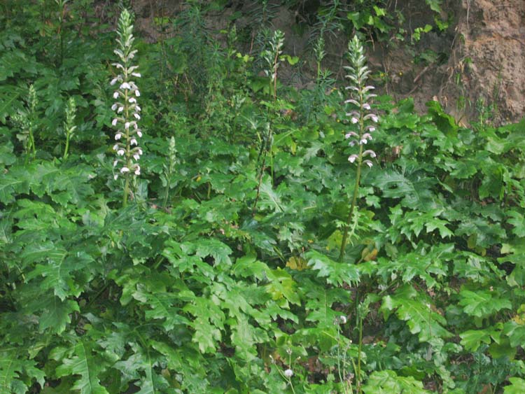 Acanthus mollis / Acanto comune, Branca orsina, Brancalupo